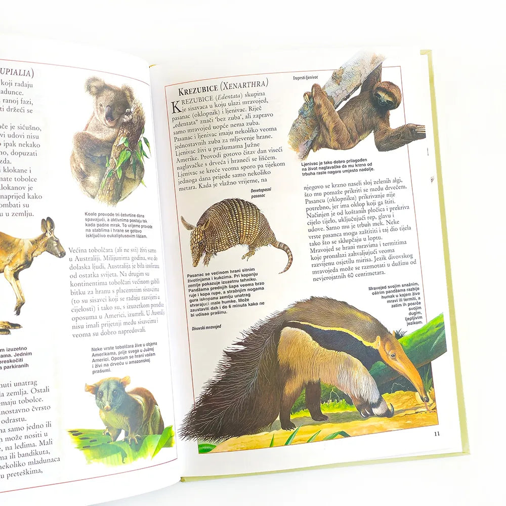 Dječje Ilustrirane Enciklopedije – Svijet Sisavaca Open book with illustrations of animals and text on a white background
