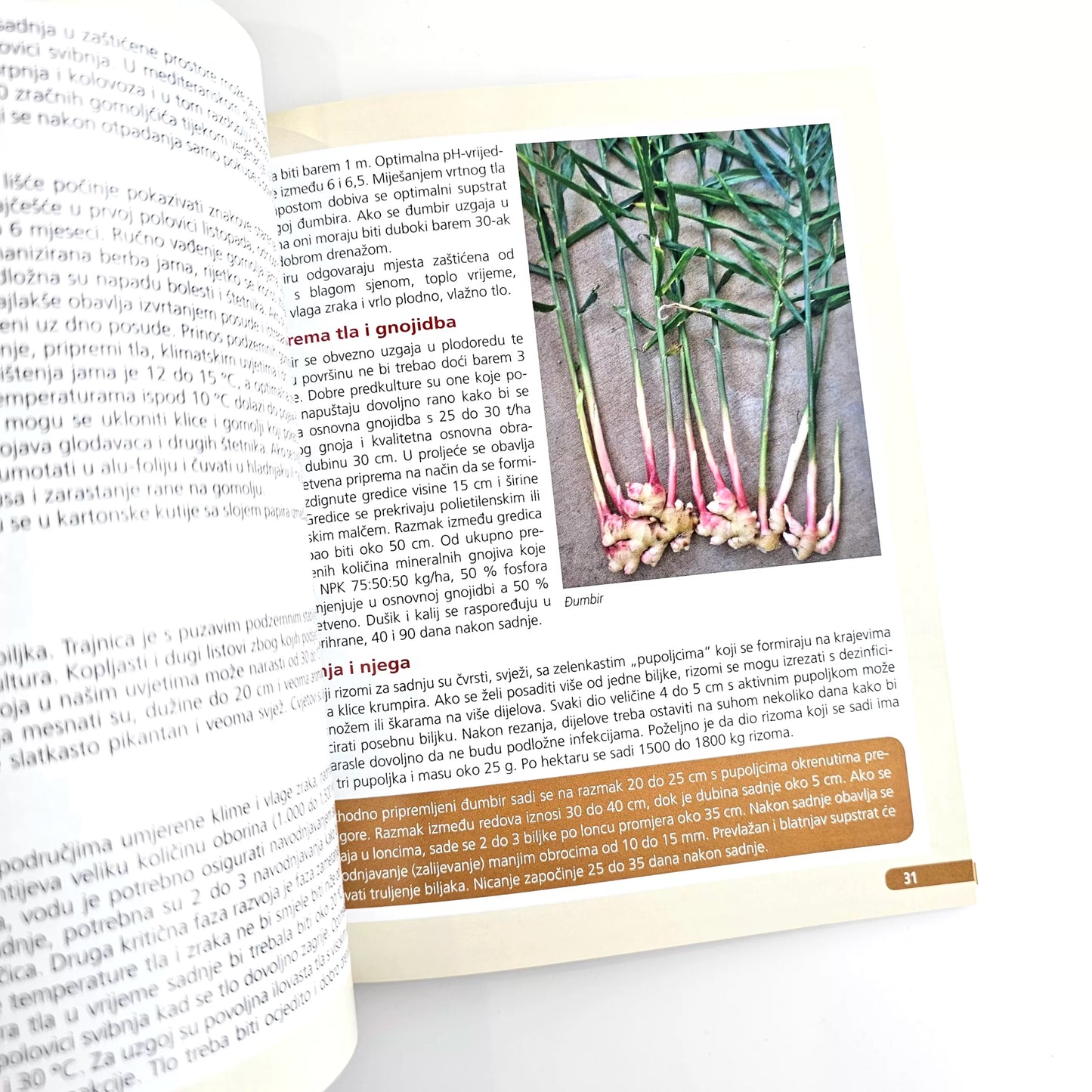 Proizvodnja Krumpira i Ostalog Gomoljastog Povrća: Kako Do Vrhunskog Povrća Book open to a page with text and an image of garlic bulbs