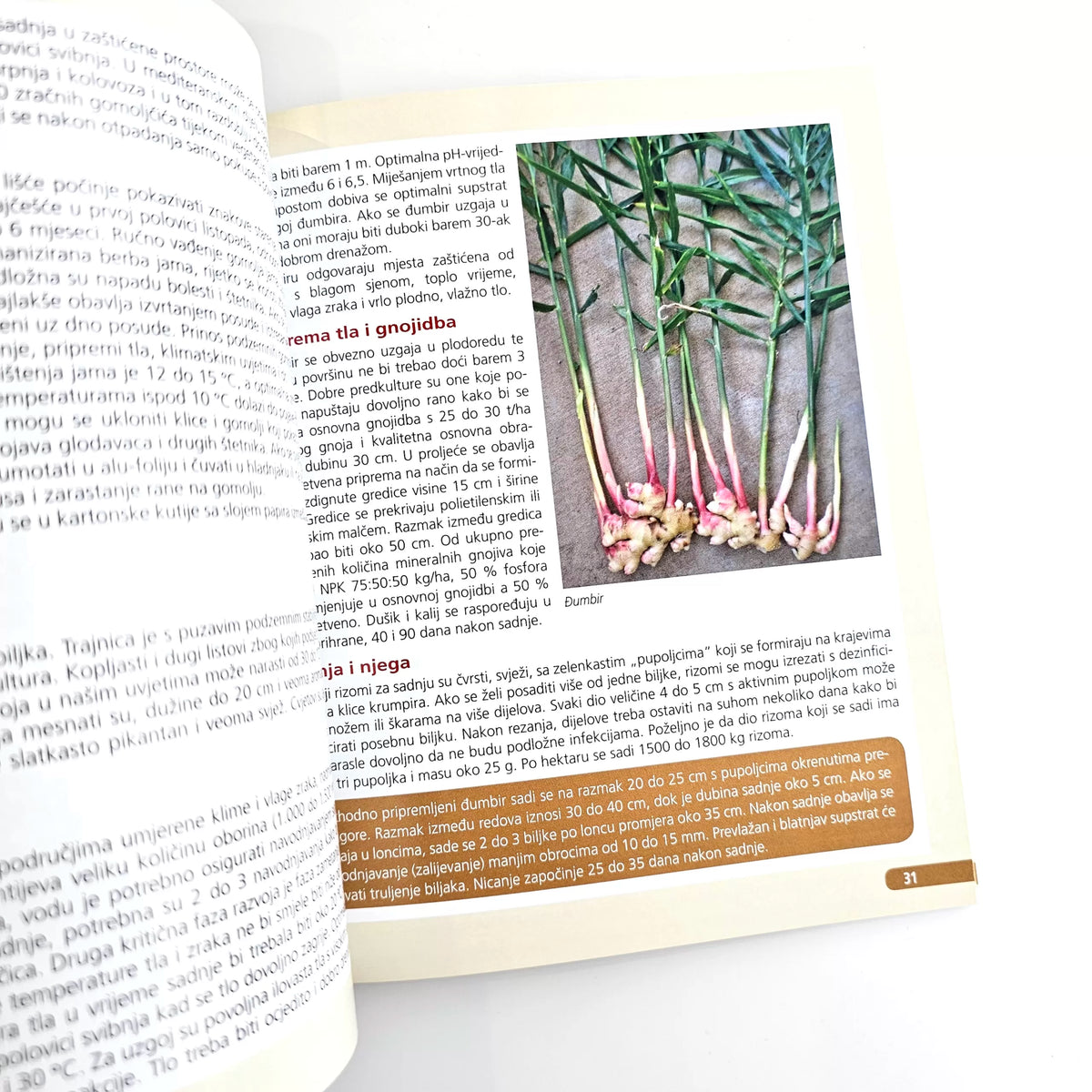 Proizvodnja Krumpira i Ostalog Gomoljastog  Povrća: Kako Do Vrhunskog Povrća Book open to a page with text and an image of garlic bulbs